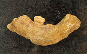 A fragment of the jaw bone of an Azykhantrope