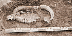 Jaw of a horse and ox horn, Eneolithic, Elikomektepe