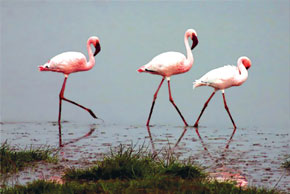 Flamingoes in Gizilagach nature reserve