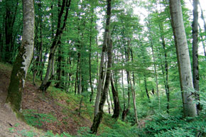 Birch forest in Qabala district