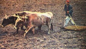 Karabakh man ploughs the land