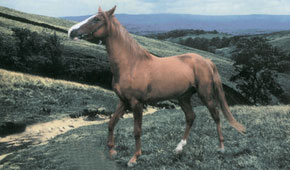 Karabakh horse