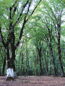 Qabala forest
