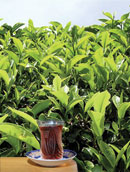 Tea-growing in Azerbaijan: The Present and Prospects