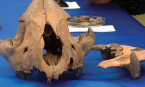 Bones recovered from the bitumin