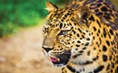 Campaign to Save the Caucasus Leopard