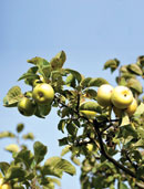 Apple Country: the Quba Garden of Eden