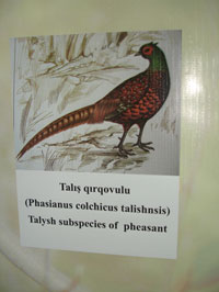 Photo of Talysh pheasant, living in Hirkan National Park