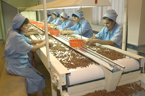Nut processing factory