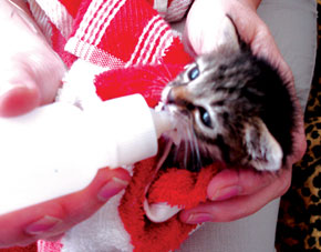 An orphaned kitten at Mensura’s receiving special care