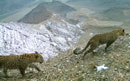COOL FOR CATS Caucasus Leopard Update