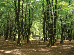 Oghuz forest