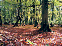 Autumn in Qabala forest