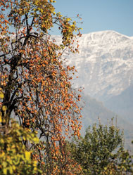 I had just got off the bus in Balakan (north-west Azerbaijan) when I saw this view of persimmons against the backdrop of the Caucasus