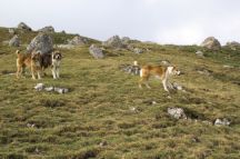 Caucasian sheep dogs encountered during the hike