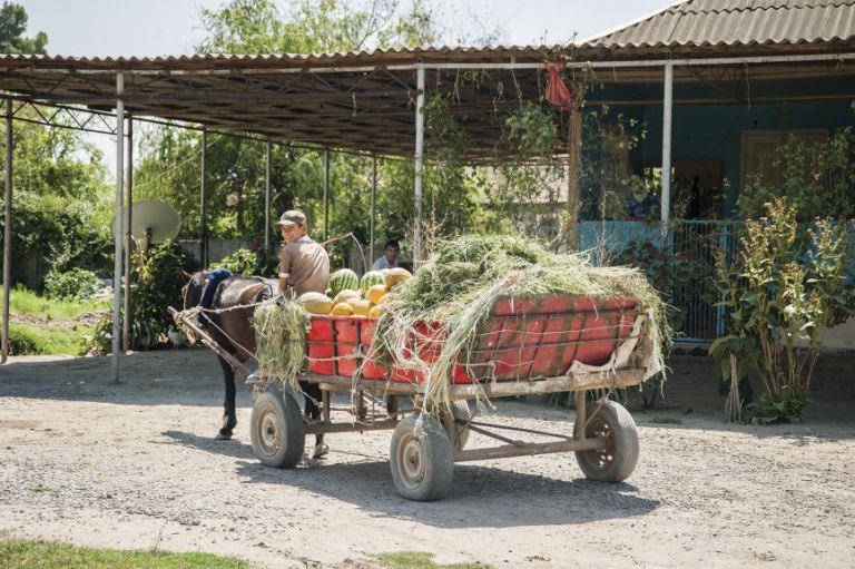 The melons are still transported from the fields to the bazaar by horse and cart